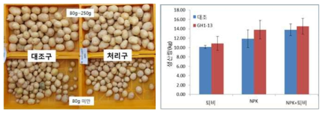 퇴비처리별 GH1-13균주의 감자 생산량 증대