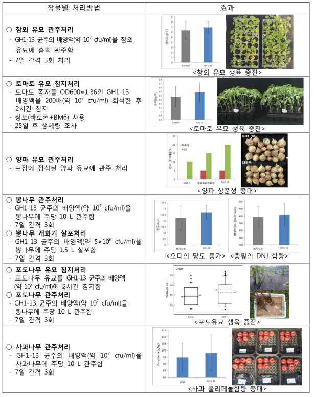 복합기능 세균 GH1-13 균주의 작물별 처리 방법 및 효과