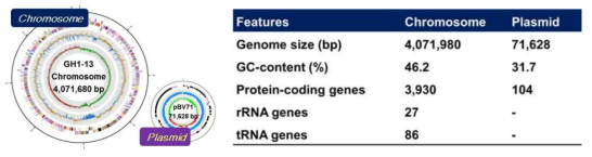복합기능 세균 GH1-13균주의 유전체 구조 및 유전자 수
