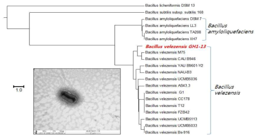 ANI를 이용한 복합기능 세균 GH1-13 균주의 TEM 사진 및 계통수