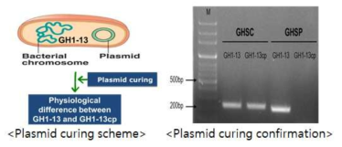 plasmid의 제거과정 및 전기영동 확인