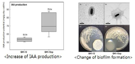 GH1-13cp균주의 IAA 생성 비교 및 Biofilm 형성 비교