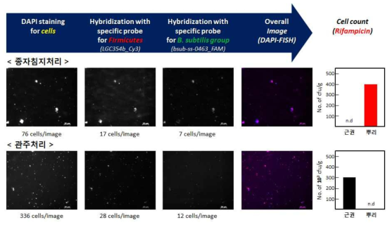 DAPI 및 FISH 및 rifampicin 내성 균주를 활용한 정착능 평가