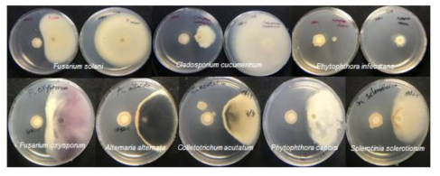 GHR1-1 균주의 식물병원 곰팡이에 대한 길항력 검정