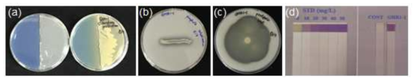 Pseudomonas sp. GHR1-1 균주의 식물에 유용한 특성 검정 (a) 시데로포러 생성, (b) 인산가용화, (c) 단백질 분해효소활성, (d) HCN 생성