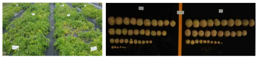 감자재배 포장(좌) 및 감자 괴경(우) 비교 사진