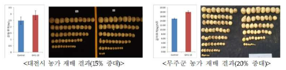 GH1-13 균주를 이용한 농가재배 감자의 수량 증대 효과