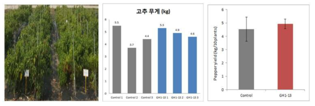 농과원 포장(좌) 및 퇴비처리구(우)의 고추 수확 결과