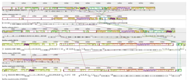 B. velezensis GH1-13 플라스미드 pBV71 (GenBank accession number CP019039), B. safensis U14-5 플라스미드 (CP015608)와 4개의 다른 바실러스 종들의 초안 게놈 DNA들의 다중서열정렬: MBPE01000008 (B. subtilis MB378), NUFR01000009 (B. cereus AFS057690), NVGH01000017 (B. wiedmanniiAFS079268), NVPP01000024 (B. pseudomycoides AFS098564). 플라스미드들의 같은 분체 (synteny)를 Mauve software v 2.4.0으로 분석하였 음. 모든 플라스미드들에 보존된 pBV71의 WP_077721662.1부터 WP_077721667.1 (56-60 kb) 사이에 helicase HerA, NlpC/P60 family 단백질, 접합 전달 단백질 Tra가 코딩된 부위를 연한 보라색으로 표시하였다