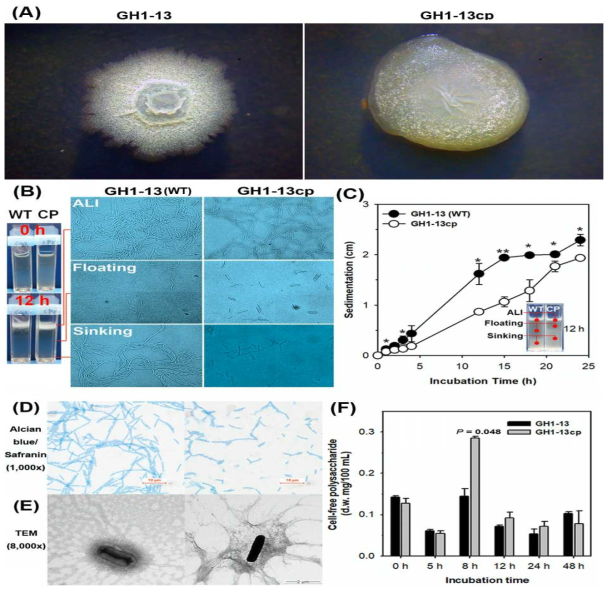 야생균주 GH1-13과 플라스미드를 제거한 변이체 GH1-13cp의 콜로니와 세포 형태의 변화와 다당류 분비양의 변화. (A) TSA에 형성된 단일 콜로니 형태 (B) TSB 정치배양 큐벳 안에 장착한 coverslips에 부착한 air-liquid interface (ALI) 바이오필름 (위), 부유하는 세포 (중간), 침전한 세포 (아래)의 이미지(1,000×). 12시간 정치배양한 큐벳 안의 coverslips을 0.0001% crystal violet으로 염색하였음. (C) TSB 정치배양 큐벳 안에 침전하는 세포 입자들의 침강속도. 세포배양을 독립적으로 3번 반복하여 얻은 결과를 평균과 표준편차(error bar) 로 나타내었고, 통계적으로 유의미한 차이들을 양측검정 t-테스트로 결정하였다. *P < 0.05 and **P < 0.01. (D) Alcian blue와 Safranin O 로 이중염색한 세포들의 이미지(1,000×) (E) 주사전자현미경 (TEM) 세포 이미지(8,000×). (F) 세포 배양액을 막여과한 상층액의 50% 에탄올 침전물의 건조무게. 8시간 배양액에서 통계적으로 유의미한 차이를 양측검정 t-테스트로 결정하였다 (P < 0.05)