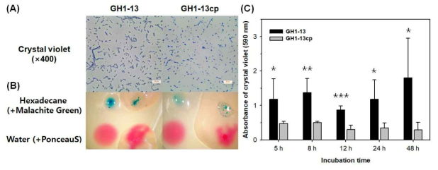 (A) 야생균주 GH1-13와 플라스미드를 제거한 변이체 GH1-13cp을 TSB 배지에서 8시간 배양한 세포들이 응집한 입자들의 이미지(400×), (B) 야생균주 GH1-13와 플라스미드를 제거한 변이체 GH1-13cp을 TSA 배지에서 배양한 콜로니들의 방수성 테스트. 5 μL의 헥사데칸과 물방울에 Malachite green 가루와 Ponceau S를 각각 섞어 TSA 배지 표면과 콜로니 표면에 흡수된 양을 비교하였다. (C) 마이크로플레이트 정치배양을 이용한 바이오필름 형성 검색. 야생균주 GH1-13와 플라스미드를 제거한 변이체 GH1-13cp 세포들의 다양한 성장 시기에 채집한 100 μL TSB배양액을 마이크로플레이트(polysterol)에 담아 1시간동안 상온에 정치배양한 후에서 플레이트 표면에 부착한 세포들을 crystal violet으로 염색하고 isopropanol로 용출된 염색약의 흡광도를 590 nm에서 측정하였다. 두 균주를 8번 반복 배양하여 얻은 결과의 평균과 표준편차(error bar)에 별표로 표시한 crystal violet의 흡광도(590 nm)의 차이를 양측검정 t-테스트로 결정하였다. *, P <0.05; **, P < 0.01; ***, P < 0.001
