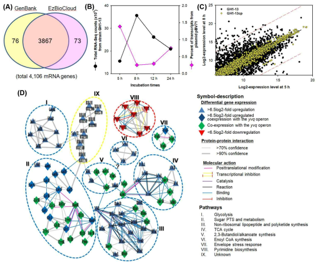 야생 균주 GH1-13과 플라스미드를 제거한 변이체 GH1-13cp의 유전자 발현 분석. (A) NCBI GenBank와 ChunLab’s EzBioCloud에 저장된 B. velezensis GH1-13의 게놈 서열에 표기된 mRNA 유전자 수를 비교한 벤다이어그램(B) 야생 균주 GH1-13 세포의 성장 시기별 전체 RNA-Seq 데이터 중 pBV71 유전자들의 발현 수준(%)의 변화. (C)야생 균주 GH1-13과 변이체 GH1-13cp의 초기(5 h)와 후기(8 h) 지수성장기의 유전자 발현 수준 비교. 유의미하게 차이나는 (>6.5 log2-fold) 유전자들의 발현양을 상하 99% 예측구간곡선(붉은 점선) 밖에 나타내었다 (D) 야생 균주 GH1-13의 지수성장시기에 발현량이 차이나는 유전자들의 단백질-단백질 상호작용 네트워크 분석