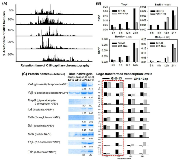 (A) 대표적인 샘플분획과 nLC-탄뎀질량스펙트럼 분석 결과. (B) 표준화 (NSAF)한 단백질 YvqH 발현 수준과 polyketide 합성효소들 (BaeR, BaeM, MlnI)의 발현양의 상관관계 (C) 야생 균주 GH1-13과 플라스미드를 제거한 변이체 GH1-13cp의 지수성장 초기(5 h)와 후기(8 h)에 추출한 원형질단백질(레인당 20 μg)에 포함된 NAD(P) 환원효소들의 블루 겔 검색 결과(좌측)와 log2-전환한 전사체 수준(우측)