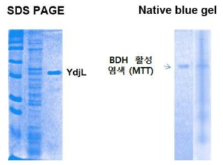 대장균에 발현하여 정제한 YdjL(His) 단백질(좌측 SDS PAGE)와 블루 겔 검색을 이용한 활성 확인(우측 native blue gel)