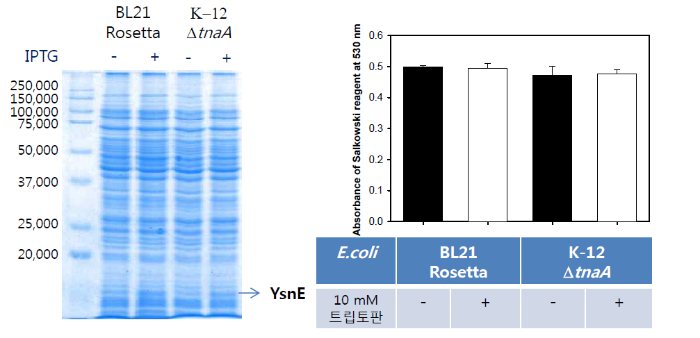 B. velezensis GH1-13의 YsnE 단백질 과발현을 대장균 BL21(Rosetta+pSD:ysnE)와 K-12△tnaA (JW3686-7+pSD:ysnE) 배양액에 IPTG을 첨가하여 유도하고(좌측 SDS PAGE), 10 mM 트립토판을 첨가한 배지에서 1시간 동안 추가 배양하여 오옥신(indole-3-acetic acid IAA) 양을 검출한 결과(우측 막대 그래프)