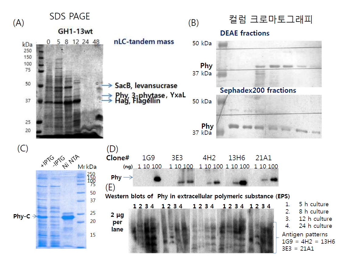 (A) B. velezensis GH1-13의 TSB 배양액 상층액에서 추출한 단백질들의 세포 성장 시기별 변화와 nLC- 탄뎀질량스펙트럼으로 동정된 주요 분비 단백질의 위치 (B) B.velezensis GH1-13를 8 시간 배양한 TSB 배지 상층액을 50 mM 인산완충용액(pH 7.5)로 평형을 이룬 DEAE 컬럼(bead volume 20 mL)에 적용하여 NaCl(0.1 - 0.6 M)의 직선농도구배로 수집한 Phy 단백질 분획물을 Sephadex200 으로 정제하여 표준단백질을 준비하는 과정 (C) 대장균에 과발현한 Phy C-말단 개량 항원을 Ni-NTA를 이용하여 정제 (D) (B)에서 정제한 Phy 표준단백질을 이용한 단클론 항체 IgG (1:1000 희석율)의 민감성 테스트 (E) B.velezensis GH1-13 배양액 상층액 농축물에 포함된 Phy 단백질과 분해된 단백질 조각들에 대한 특이적 단클론 항체 IgG (1:1000 희석율) 생성하는 클론들의 항원 부위(epitopes) 패턴