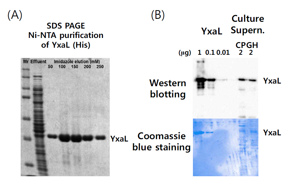 (A) 대장균에 과발현한 개량 항원 단백질 YxaL-His의 Ni-NTA 정제 (B) 정제한 YxaL-His단백질과 B. velezensis GH1-13 (GH) 및 GH1-13cp (CP)의 배양액 상층액에 존재하는 YxaL에 대한 rabbitt 다클론 항체 IgG (1:20,000 희석율)의 민감도와 특이성