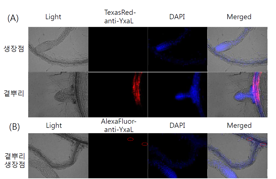 (A) TexasRed 표기한 anti-YxaL IgG와 DAPI를 이중염색한 애기장대의 생장점(위)과 곁뿌리 발달 지점(아래). (B) AlexaFluor488 표기한 anti-YxaL IgG와 DAPI를 이중염색한 애기장대의 성장한 곁뿌리 발달 지점과 생장점. 일차 뿌리에서 곁뿌리가 발달한 지점에 결합한 anti-YxaL IgG (AlexaFluor488)의 위치를 붉은 점선 원안에 표시하였다