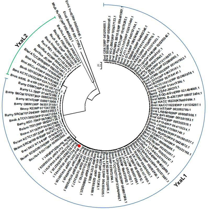 YxaL의 진화적 관계. Minimum evolution tree를 MEGA 7의 Dayhoff model을 기반으로 Neighbor-Joining과 Close-Neighbor-Interchange 알고리즘들을 이용하여 작성하고 진화적 거리를 branch길이(모든 branch 합 = 5.46420670)로 나타내었다. B. velezensis GH1-13 YxaL의 위치를 원으로 표시하였다. 분류학적 이름의 약자: Bamy, B. amyloliquefaciens; Bhal, B. halotolerans; Bnak, B. nakamurai; Bsiam, B. siamensis; Bsub, B. subtilis; Bteq, B. tequilensis; Bvel, B. velezensis; Ecoli, Escherichia coli ; Mabs, Mycobacteroides abscessus subsp. massiliense; and Mtub, Mycobacterium tuberculosis