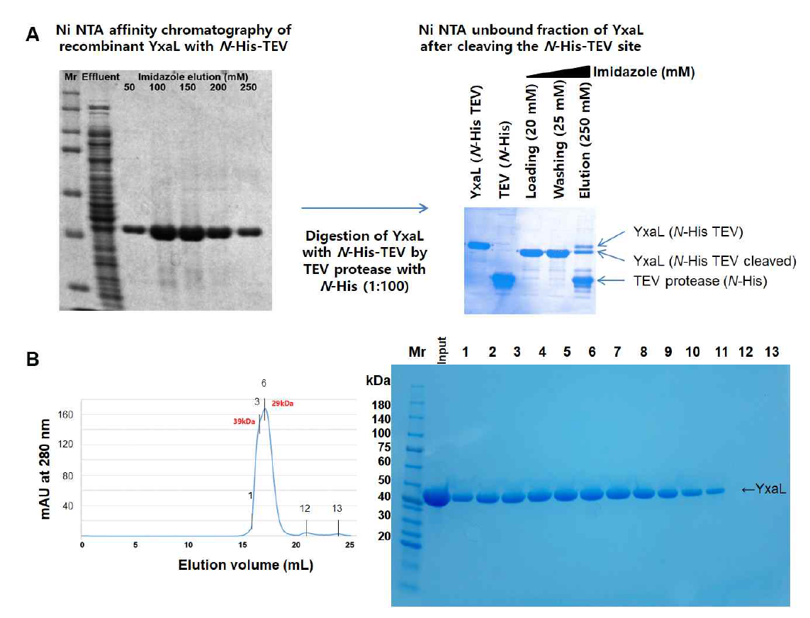 (A) 재조합 단백질 YxaL(N-His-TEV) 대량 생산 및 Ni-NTA와 N-His-TEV protease를 이용한 YxaL 정제 과정 (B) Sephadex 200 겔 크로마토그래프와 SDS PAGE를 이용한 YxaL 단백질 크기와 정제도 확인 결과