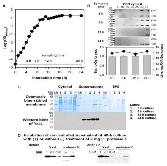 (A) B. velezensis GH1-13의 성장곡선과 성장시기 구분: 지수성장 초기(5 h), 후기(8 h), 정체기 초기(12 h), 정체기(24 h) (B) 성장시기별 yxaL mRNA와 16S rRNA 의 발현 수준을 나타낸 정량적 PCR 산물 전기영동분석(위)와 정량적 PCR (△△Cq) 분석결과와 Log2-전환한 전사체(TMM) 분석 결과 (C) 세포의 성장시기별 원형질 단백질, 외피 단백질, 분비단백질에 분포한 단백질 변화(위)와 YxaL 에 대한 웨스턴 블랏 (아래) (D) B. velezensis GH1-13를 48 시간 배양한 TSB 배지를 농축하여 상온에서 proteinase K를 처리하거나 (+) 처리하지 않은 (-) 조건에서 3시간 배양하기 전(좌)과 후 (우)에 실시한 YxaL에 대한 웨스턴 블랏 결과