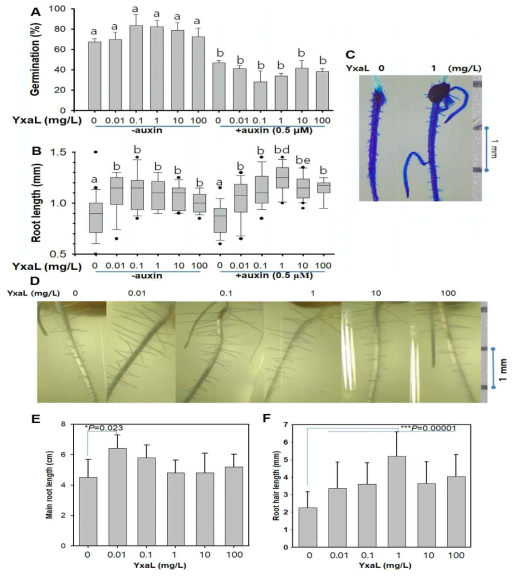YxaL 용액으로 종자 처리한 애기장대(A-C)와 벼(D-E)의 뿌리 발달과 성장. (A)외부에 주어진 오옥신(0.5 μM)이 있는 배지와 없는 배지조건에서 애기장대 씨앗(그룹별 n>100)의 발아율(%) (B) 1주일 자란 유묘 뿌리 (그룹별 n>30)의 길이. 외부에서 주어진 오옥신이 있거나 없는 그룹들 안에서 유의미한 차이(t-테스트, P 10)를 1주일 수중 배양하여 자란 일차뿌리와 곁뿌리의 길이. 대조군(0)과 실험군(0.01-100mg/L YxaL)의 통계적인 차이(P < 0.05)를 ANOVA와 t-테스트로 결정하였다