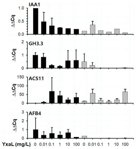 다양한 농도의 YxaL를 처리한 애기장대 씨앗을 오옥신을 첨가하지 않은 배지(검은색 막대)와 0.5 μM 오옥신을 첨가한 배지 (회색 막대)에서 1 주일 배양한 유묘 뿌리(그룹별 n>30)에서 3반복으로 추출한 전체 RNA에 포함된 18S rRNA 수준에 대한 auxin-responsive protein (IAA1), indole-3-acetic acid amino synthetase (GH3.3), 1-aminocyclo propane-1-carboxylic acid (ACC) synthase (ACS11), abscisic acid (ABA)-responsive element binding factor (AFB4) 유전자들의 상대적 발현 수준의 평균과 표준편차(error bar)