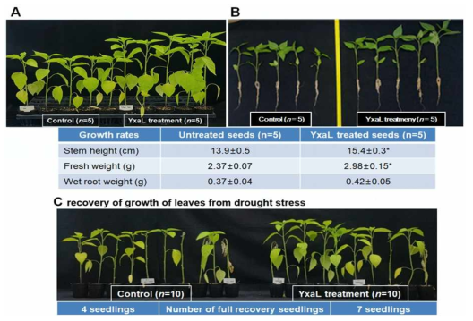 (A) YxaL (1 mg/L)을 처리한 고추씨와 처리하지 않은 대조군 (control)를 원예용 토양을 담은 모종트레이에 심어 54일 온실에서 배양한 유묘의 줄기와 잎 모습. 대조군과 비교하여 YxaL (1 mg/L)을 처리한 고추씨의 유묘들의 줄기 길이와 생무게의 유의미한 차이(*P < 0.05) 를 양측검정 t-테스트로 결정하였다. (B) 온실에서 배양하는 도중에 수거한 고추 유묘의 줄기와 흙을 제거한 뿌리 모습. (C) 온실에서 58일 동안 배양한 고추 모종에 5일간 물 공급을 중단하여 건조 스트레스를 유발한 후 7일간 물을 다시 재공급하여 잎의 성장을 완전히 회복한 유묘들의 수를 검사한 결과 대조군에 비하여 YxaL을 처리한 고추씨의 유묘들의 건조 피해가 50% 저감된 결과를 얻었다