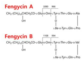 Fengycin A와 B의 구조적 차이와 fragment ion 분자량