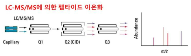 질량분석의 MS/MS에 의한 펩타이드의 fragmentation 및 분자량 측정