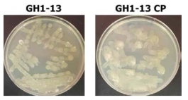 Bacillus velezensis GH1-13 균주의 LB agar plate 에서의colony 형태