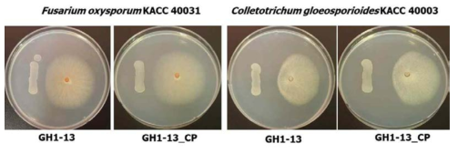 GH1-13균주의 시들음병(F . oxysporum)과 탄저병(C. gloeosporioides) 병원균에 대한 항진균활성