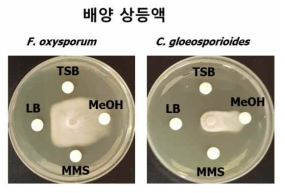 GH1-13 배양 상등액의 항진균활성