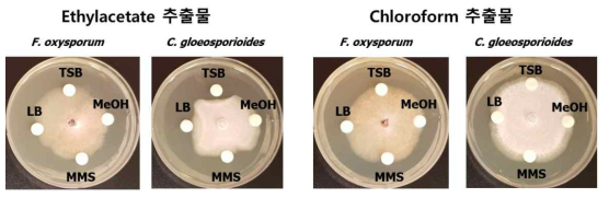 GH1-13 배양 상등액의 유기용매추출물의 항진균활성