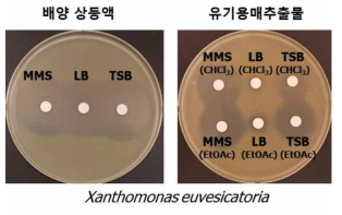 GH1-13균주의 X. euvesicatoria 에 대한 항균활성