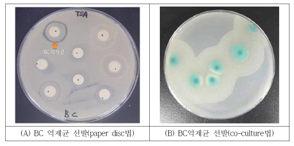 Antimicrobial assay among the isolates against Bacillus cereus using the disc and co-culture methods