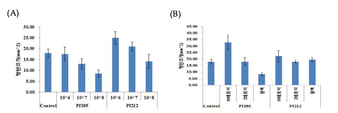 Pf185, Pf212 균주에 의한 고추탄저병 예방효과 (선발 균주 처리 24시간 후 탄저병균 처리) (A) : 포자현탁액, (B) : 배양여액