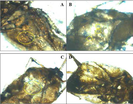 Pf185 균주가 진딧물에 미치는 영향 복숭아혹진딧물(A, B), 목화진딧물(C, D)