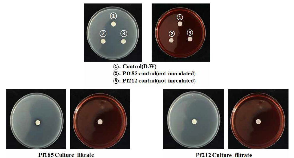 Pf185, Pf212 균주의 protease, chitinase 활성 검정