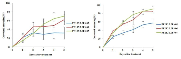 Pf185, Pf212 균주의 오이총채벌레 방제효과