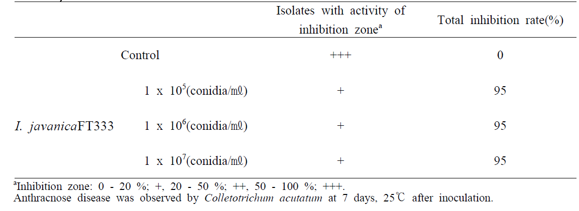 I. javanica FT333의 고추 탄저병균에 대한 실내 방제 효과