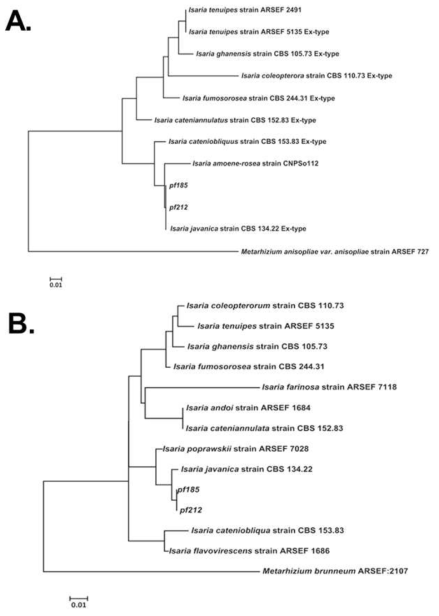 Phylogenetic trees based on the internal transcribed spacer (ITS, A) and partial ß-tubulin (TUB2, B) sequences of isolates pf185 and pf212 and ex-type strains of the Isaria genus (Supplemental Table 1). The phylogenetic trees were constructed using the neighbor-joining method and Kimura’s two-parameter model. The numbers at nodes indicate consensus bootstrap values based on 1,000 replications. Scale bar = 0.01 substitutions per nucleotide position. Sequences from Metarhizium anisopliae and M. brunneum were used as the outgroups for ITS and ß-tubulin sequence analyses, respectively. Abbreviations: ARSEF, Agricultural Research Service Collection of Entomopathogenic Fungal Cultures (Ithaca, NY, USA); CBS, Centraal Bureau voor Schimmelcultures (Utrecht, The Netherlands)