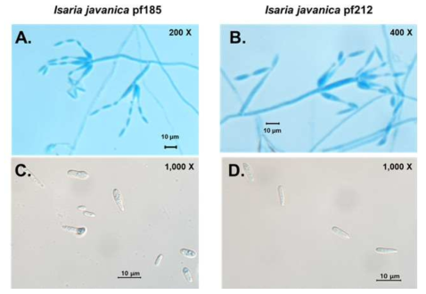 Morphology of the conidia and phialides of Isaria javanica isolates pf185 and pf212. Phialides with developing conidial chains of I. javanica pf185 (A) and I. javanica pf212 (B). Typical shapes of individual conidia of I. javanica pf185 (C) and I. javanica pf212 (D). Scale bars represent 10 mm. The images are representative of two independent observations with at least 40 conidia and 70 phialides