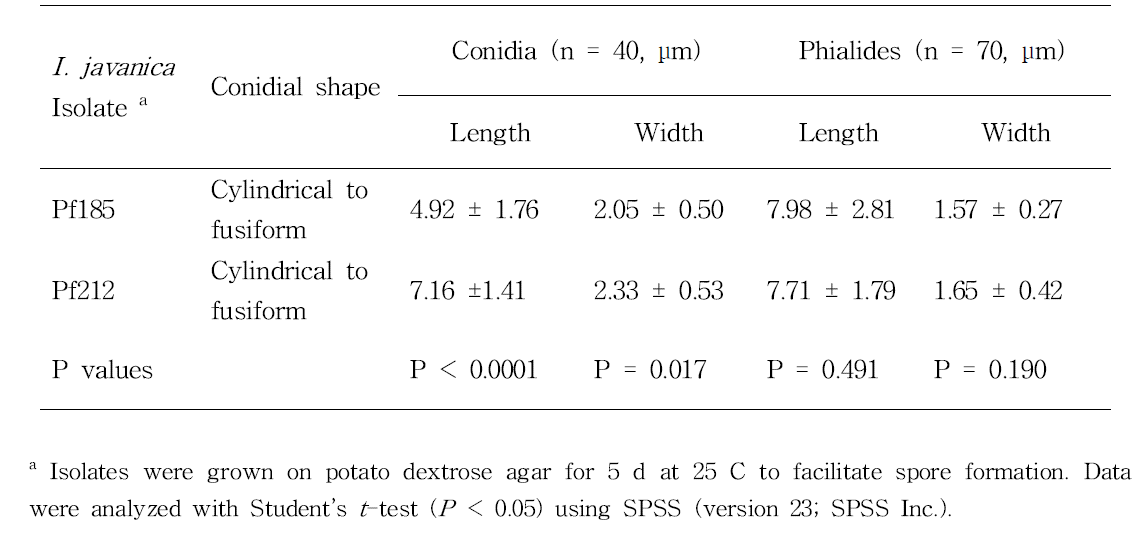Comparison of the size and shape of conidia from Isaria javanica isolates pf185 and pf212