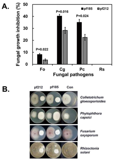 Growth inhibition of four plant pathogens caused by Isaria javanica pf185 and pf212 when grown in dual cultures on potato dextrose agar. Fo, Fusarium oxysporum; Cg, Colletotrichum gloeosporioides; Pc, Phytophthora capsici; and Rs, Rhizoctonia solani. (A) Error bars represent the mean standard error of 10 total replicates per treatment in two independent experiments. P -values are provided for the significant differences in growth under different treatments (Student’s t-test, α < 0.05). (B) The images were obtained at 7 d after co-cultivation. The fungal pathogen was inoculated on the left-hand side of the plate, and I. javanica pf185 or pf212 on the right-hand side. The images are representative of two independent experiments with five plates for each experiment