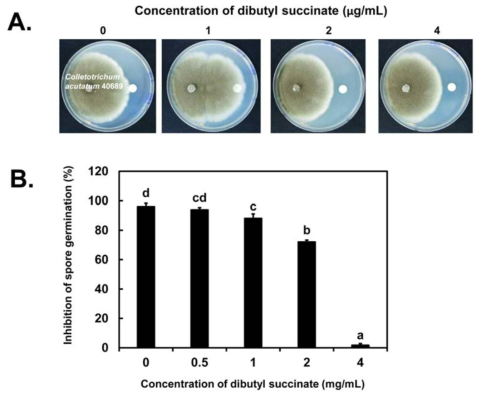 The antifungal activity of dibutyl succinate against C. acutatum. (A) Inhibition of mycelial growth of C. acutatum by defined concentrations of authentic dibutyl succinate. Images were taken 7 d after treatment. (B) Inhibition of conidial germination after 6 h of incubation. At least 100 spores for each treatment were examined. Spores that produced germ tubes longer than their diameter were considered to have germinated. Each experiment was repeated twice in triplicates per treatment. Means and standard errors for two independent experiments are shown. Different letters indicate statistically significant differences (P < 0.05) by Duncan’s multiple test