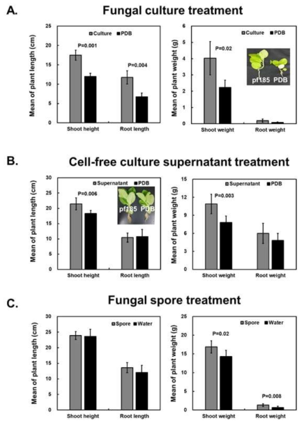 Effect of Isaria javanica pf185 on growth of tobacco (Nicotiana tabaccum ‘Xanthi’) seedlings grown on potting mix. Tobacco seedlings (14-day-old) were treated for five weeks by root drenching with an intact fungal culture (A), cell-free supernatant (B), or spore suspensions (C). Equal volumes of half strength potato dextrose broth or water were used as the control. Means and standard errors of two independent experiments are shown, with six seedlings per replicate. The actual P-values are provided for significant differences in growth under different treatments (Student’s t test, α < 0.05). Insert: images of tobacco seedlings