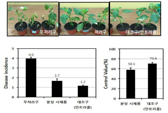 분상 제형의 항균 활성 기내 실험