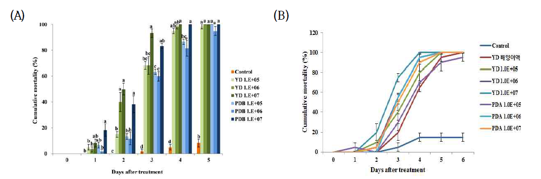 배양액 및 배양여액의 파밤나방 방제효과 (A) : YD, PDB , (B) : YD, PDA