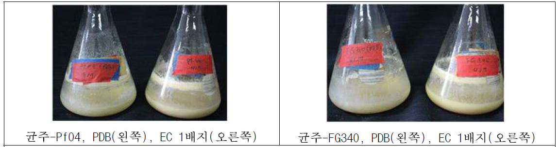 액체 배양체